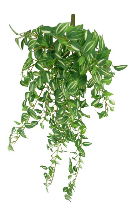 Devils Ivy Hanging Bush 68cm