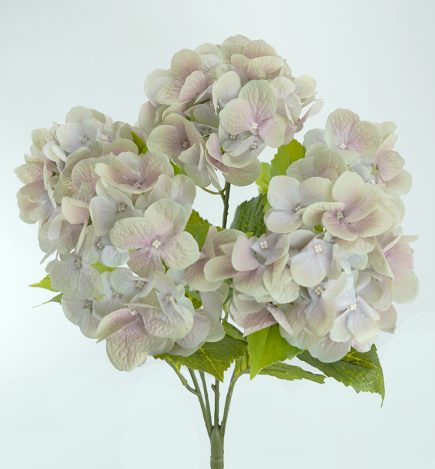 RT Hydrangea Bush 50cm