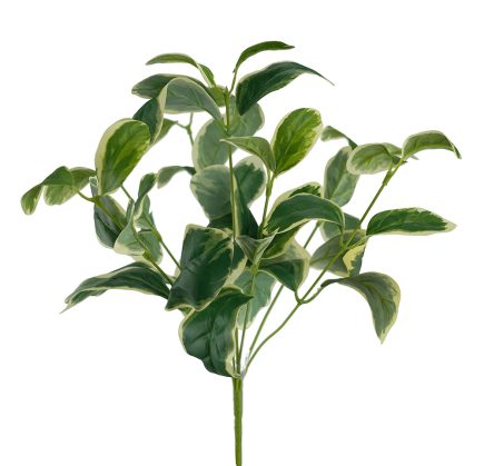 Variegated Melon Bush 42cm