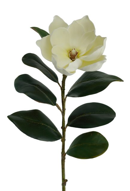 Magnolia Stem Lge 83cm