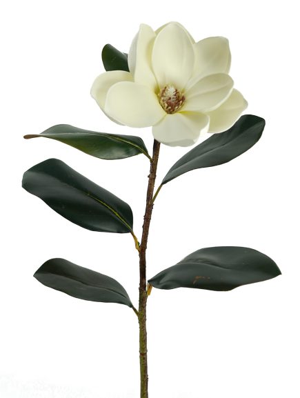Magnolia Stem Sml 60cm