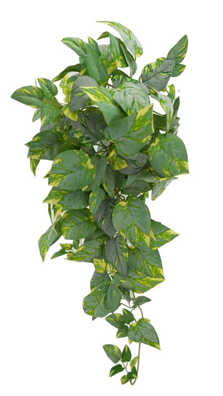 Fury Pothos Hanging Bush 70cm