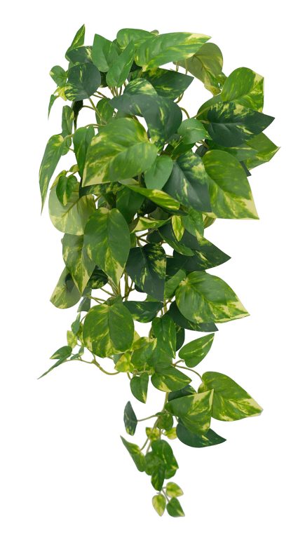 Pothos Hanging Bush 70cm