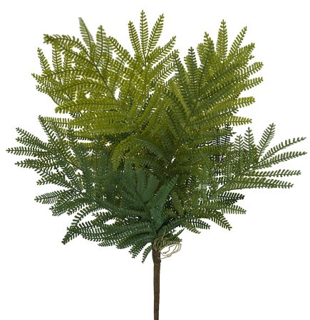 Double Fern Bush 48cm