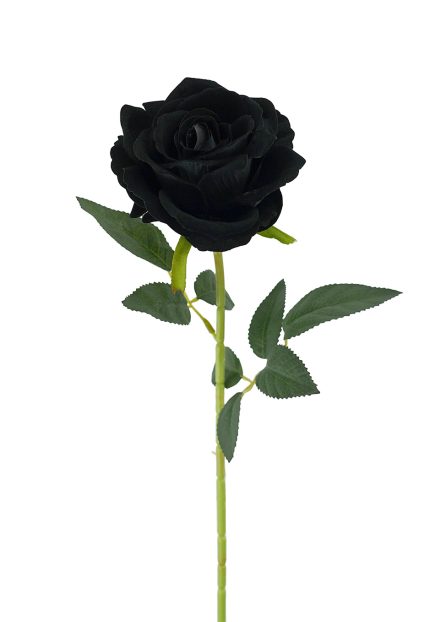 Velvet Rose 11L/54cm