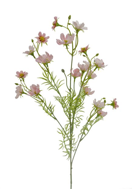 Mini Cosmos Spray 70cm