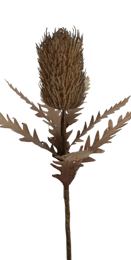 Banksia Stem 55cm