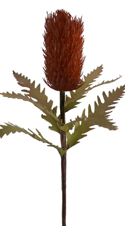 Banksia Stem 55cm