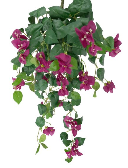 Bougainvillea Hanging Bush 90cm