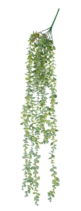 Eucca Hanging Bush