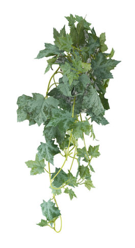 Variegated Ivy Hanging Bush 70cm
