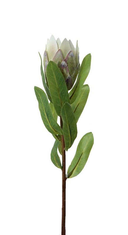 Protea Bud 38cm
