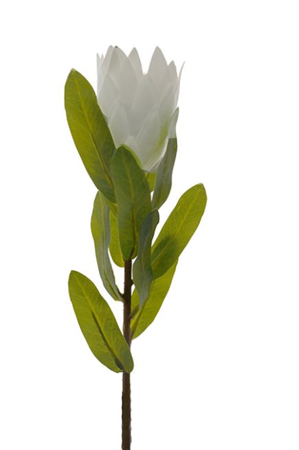 Protea Bud 38cm