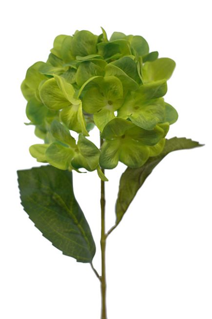 Hydrangea Stem 70CM