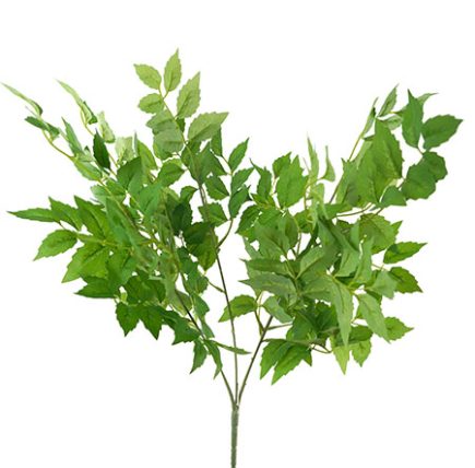 Rose leaf Bush 58cm