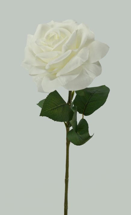 Holand Rose stem 67CM