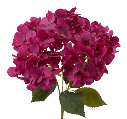 5H Hydrangea Bush 45cm