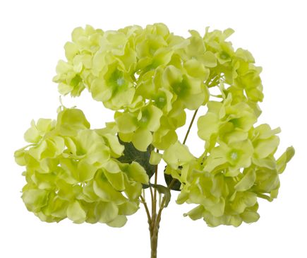 5H Hydrangea Bush 45cm