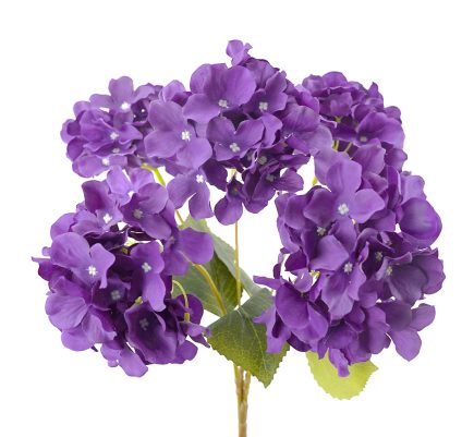 5H Hydrangea Bush 45cm