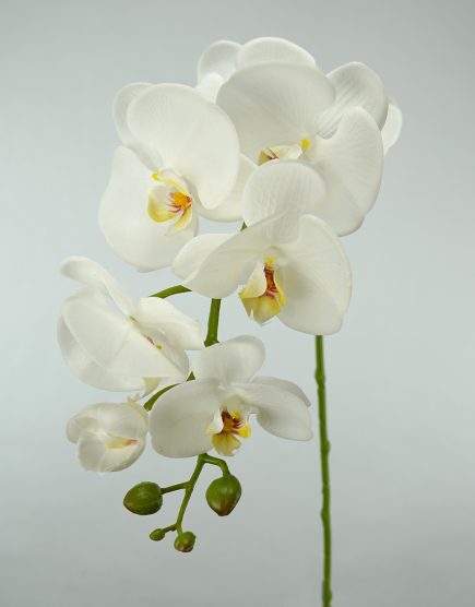RT 8H Orchid 96cm