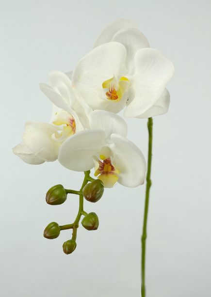 RT 4H Orchid 50cm