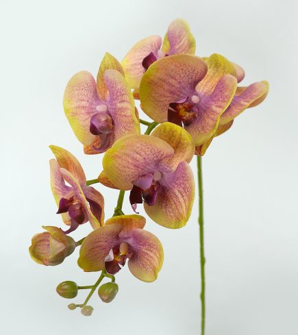 RT 8H Orchid 96cm