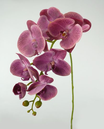 RT 8H Orchid 96cm