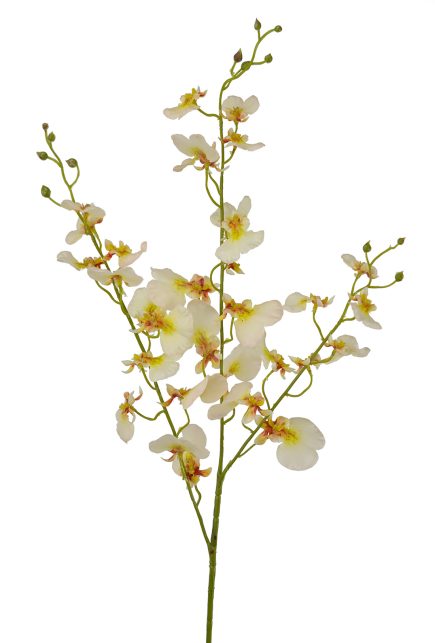 RT Dancing Orchid 94cm