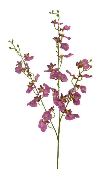 RT Dancing Orchid 94cm