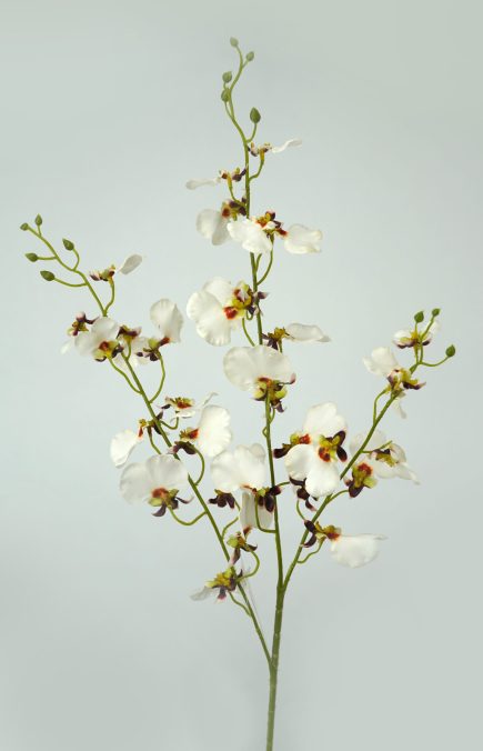 RT Dancing Orchid 94cm