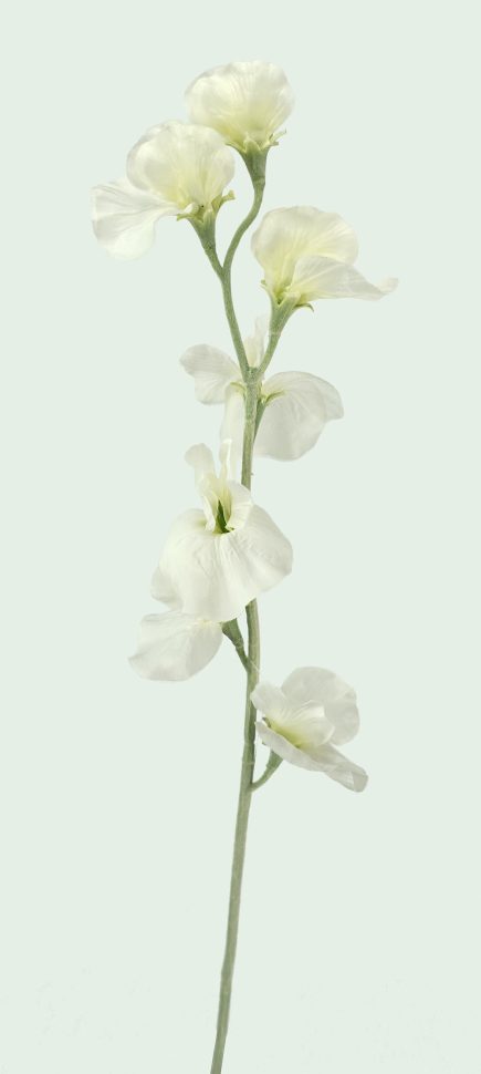 Sweat Pea Stem 64cm