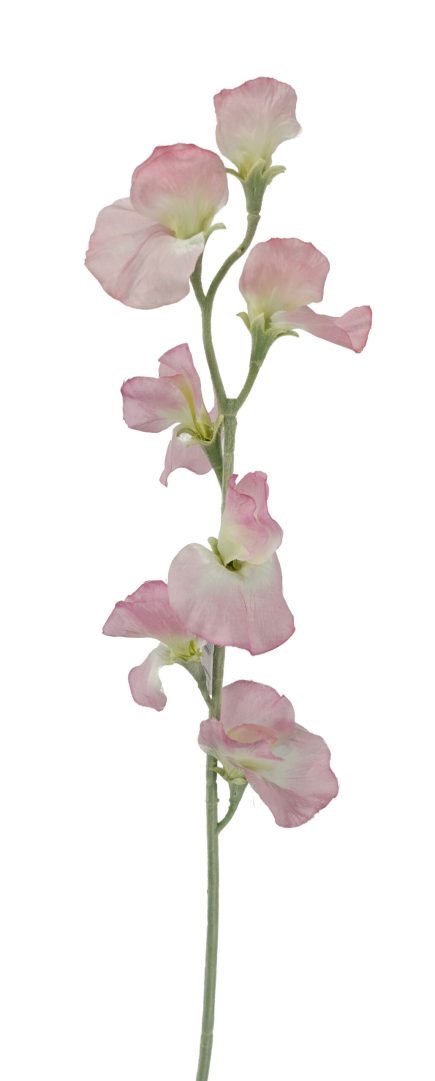 Sweat Pea Stem 64cm