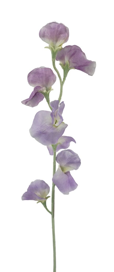 Sweat Pea Stem 64cm