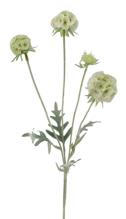 Pristimera Combodiana Spray 60