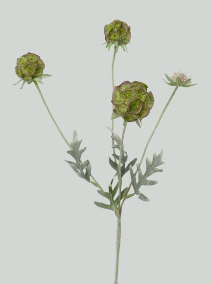 Pristimera Combodiana Spray 60