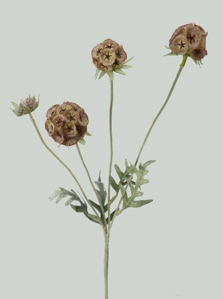 Pristimera Combodiana Spray 60