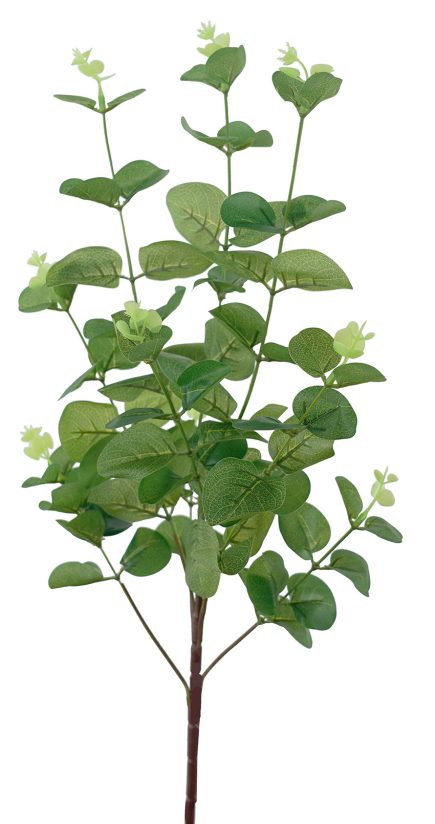 Eucalyptus Stem 67cm