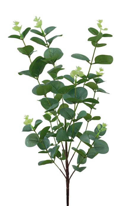 Eucalyptus Stem 67cm