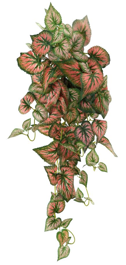 Perilla Hanging Bush 70cm