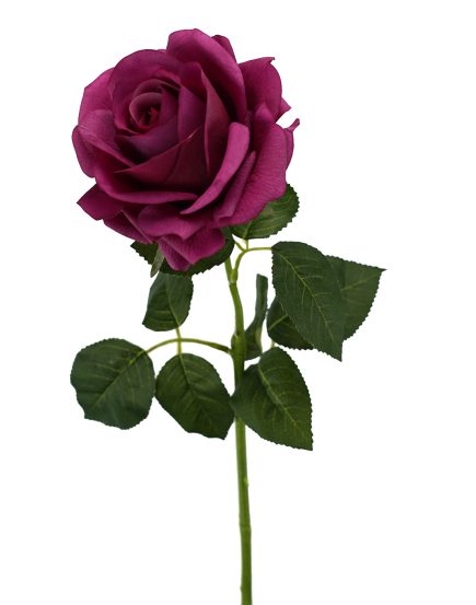 RT Prima Roses 65cm