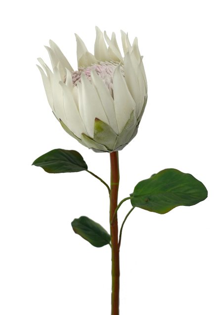 King Protea Stem 66cm
