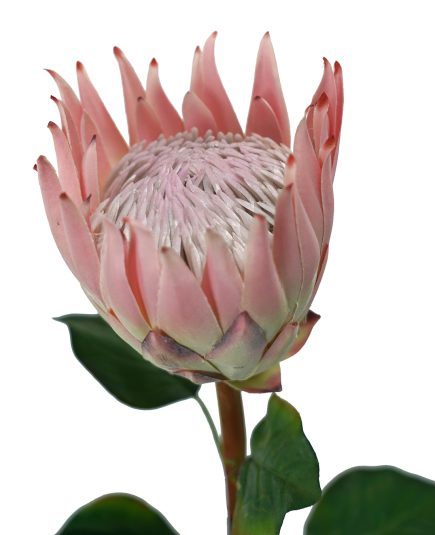 King Protea Stem 66cm