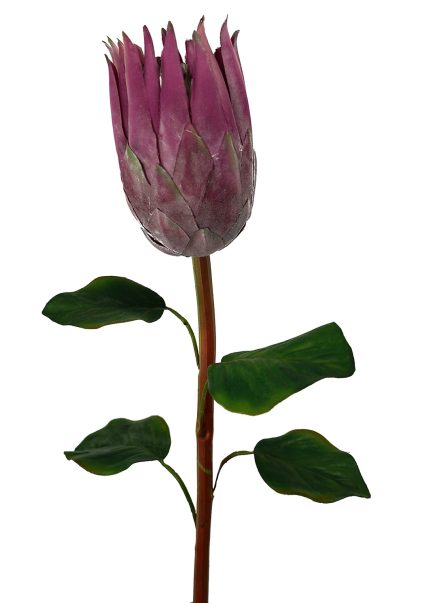 Protea Stem 67cm