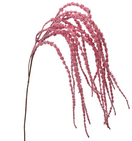 Amaranthus Spray 110cm