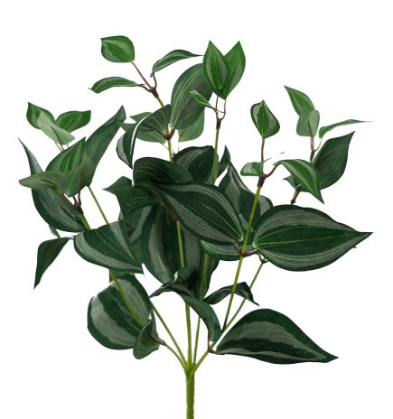 Wondering Jew Bush 40cm