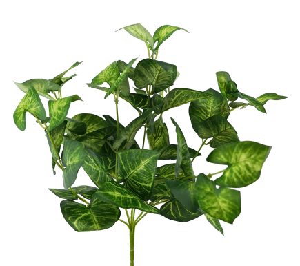 Variegated Monstera Bush 40cm