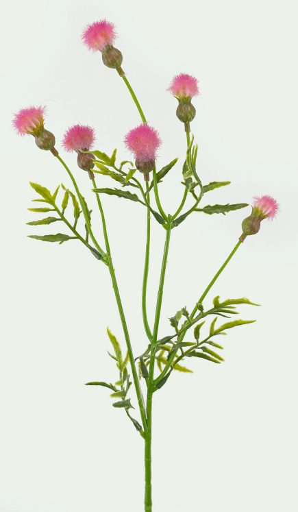 Thistle Spray 62cm