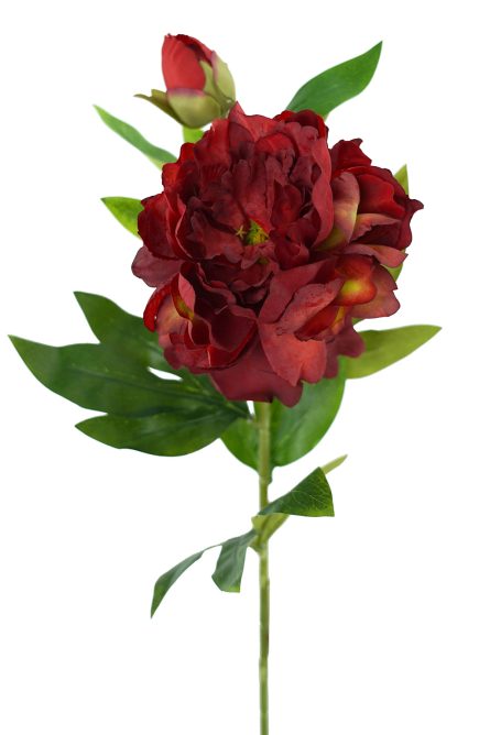 Peony Stem 62cm