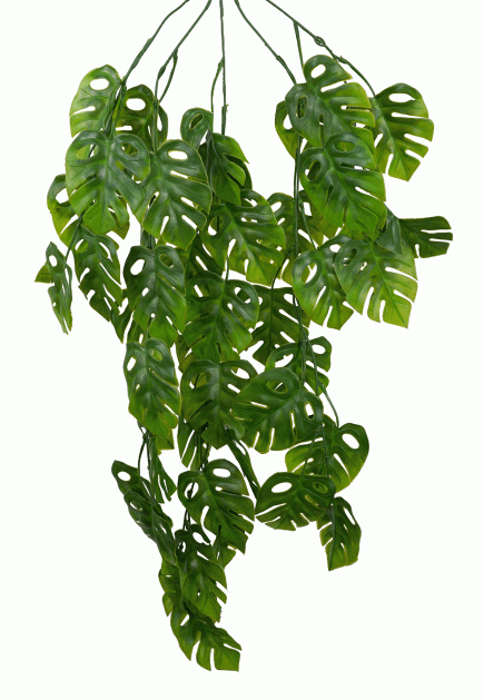Monstera Hanging Bush 78cm