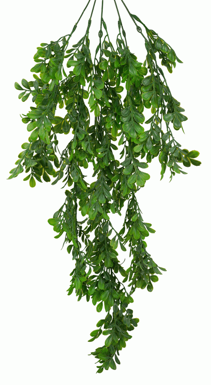 Box Wood Hanging Bush 78cm